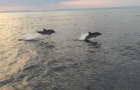 Delfini (1)