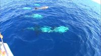 Delfini (3)