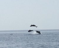 Delfini (4)