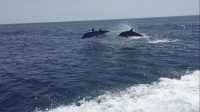 Delfini (5)